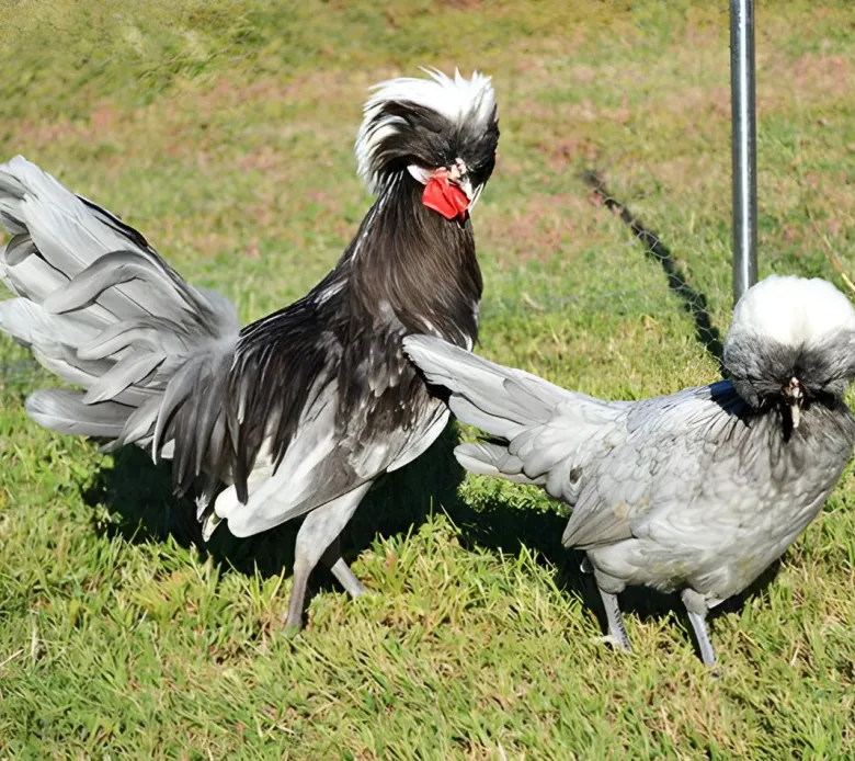 Holandesa moñuda