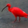 Ibis escarlata