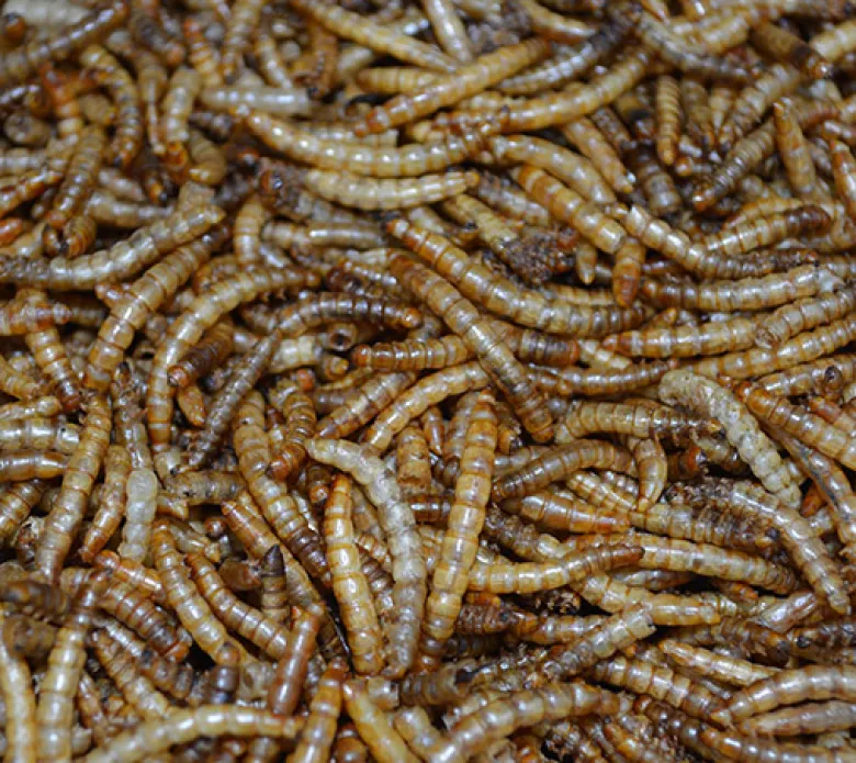 Insectos-Gusanos de la Harina