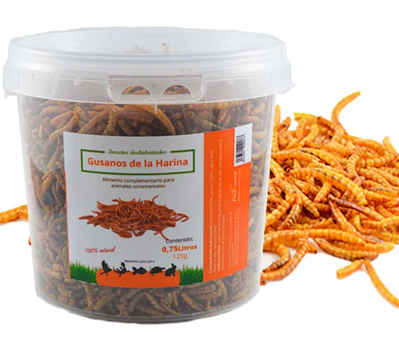 Insectos-Gusanos de la Harina