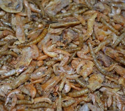 Insectos - Mix