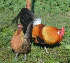 Kriel holandesa