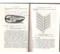 La gallina: nociones de fisiozootecnia