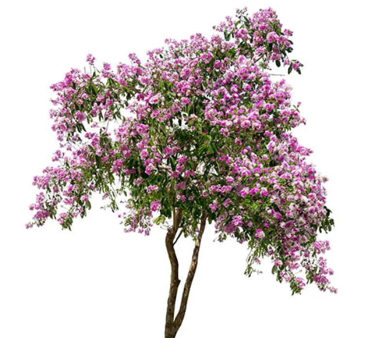 Lagerstroemia Indica