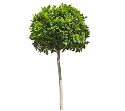 Laurel