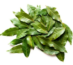 Laurel