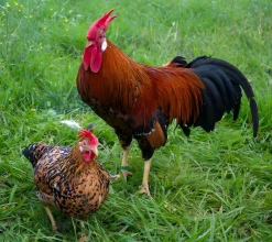 Leghorn enano (Italiana enana)
