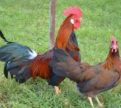 Leghorn enano (Italiana enana)