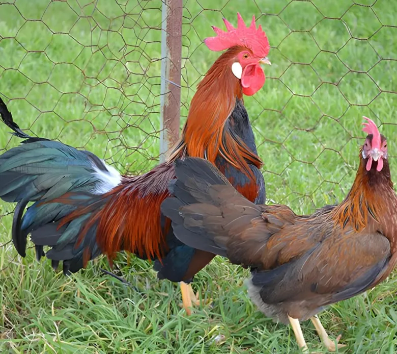 Leghorn enano (Italiana enana)