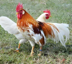 Leghorn enano (Italiana enana)