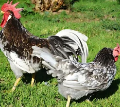 Leghorn (Italiana)