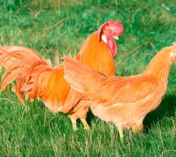 Leghorn (Italiana)