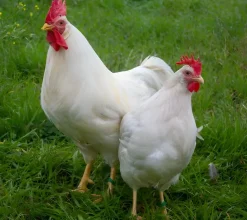 Leghorn (Italiana)