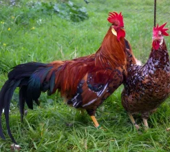 Leghorn (Italiana)