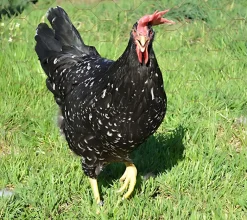 Leghorn (Italiana)