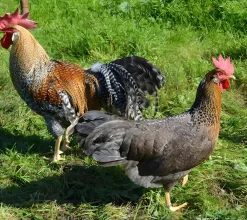 Leghorn (Italiana)