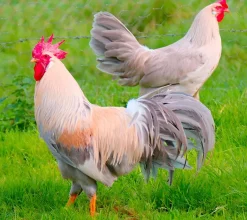 Leghorn (Italiana)