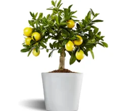 Limequat