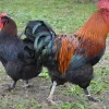 Marans