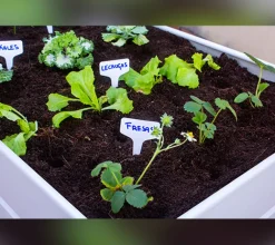 Mesa de cultivo