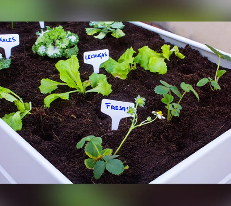 Mesa de cultivo