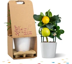 Meyer Lemon