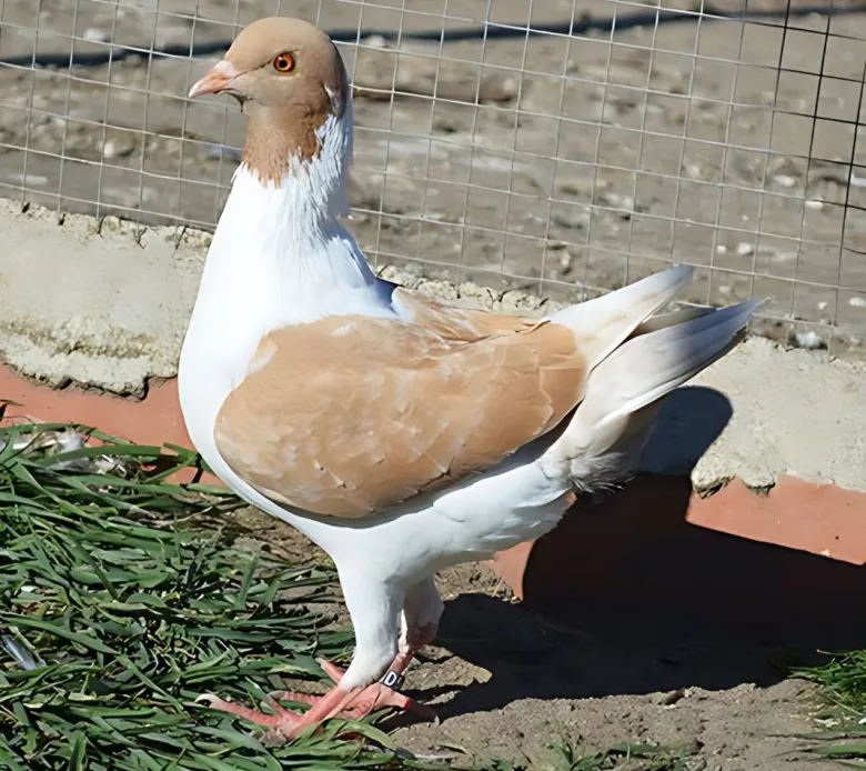 Modenesa alemana