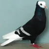 Monje de Alemania