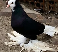 Monje de Alemania