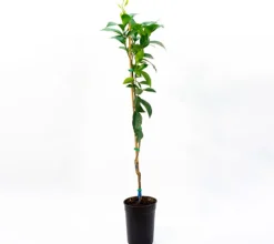 Naranjo Navelina