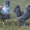 Niederrheiner enana