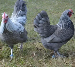 Niederrheiner enana