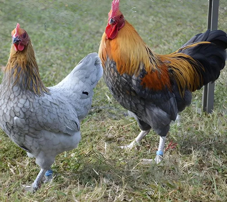 Niederrheiner enana