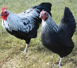 Niederrheiner enana