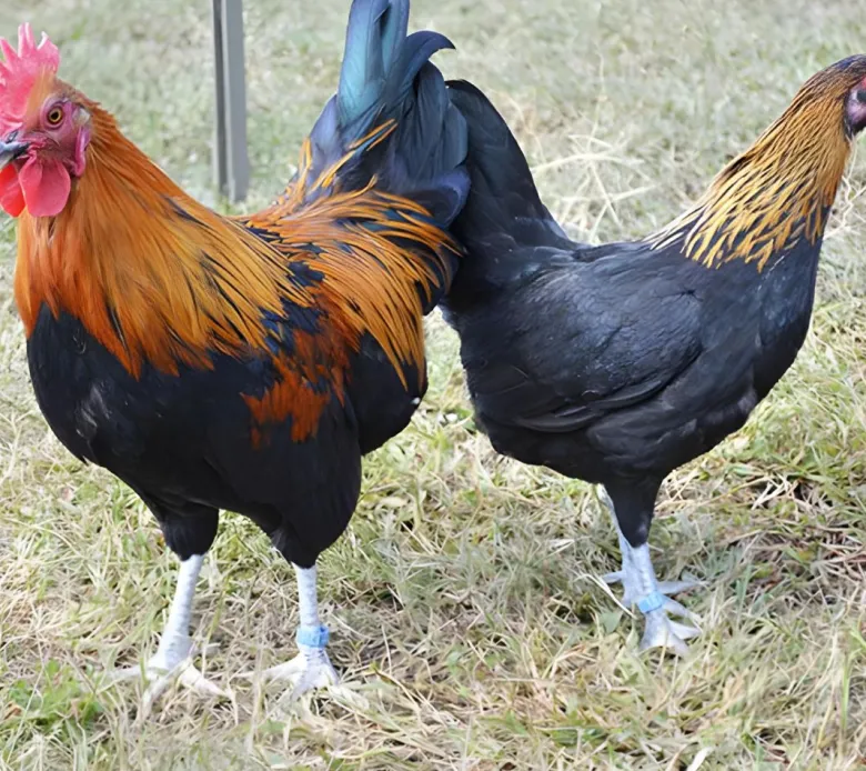 Niederrheiner enana