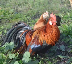 Ohiki