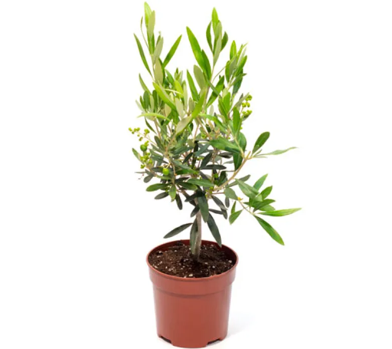 Olivo