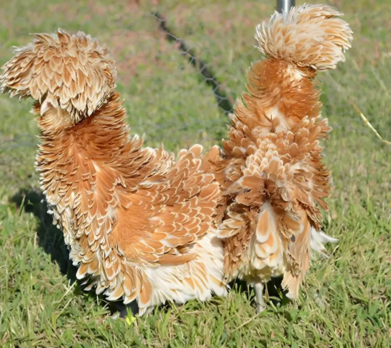 Paduana
