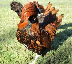 Paduana