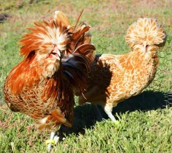 Paduana