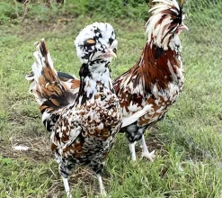 Paduana (tamaño grande)