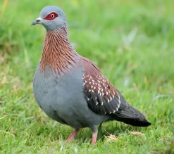 Paloma de Guinea