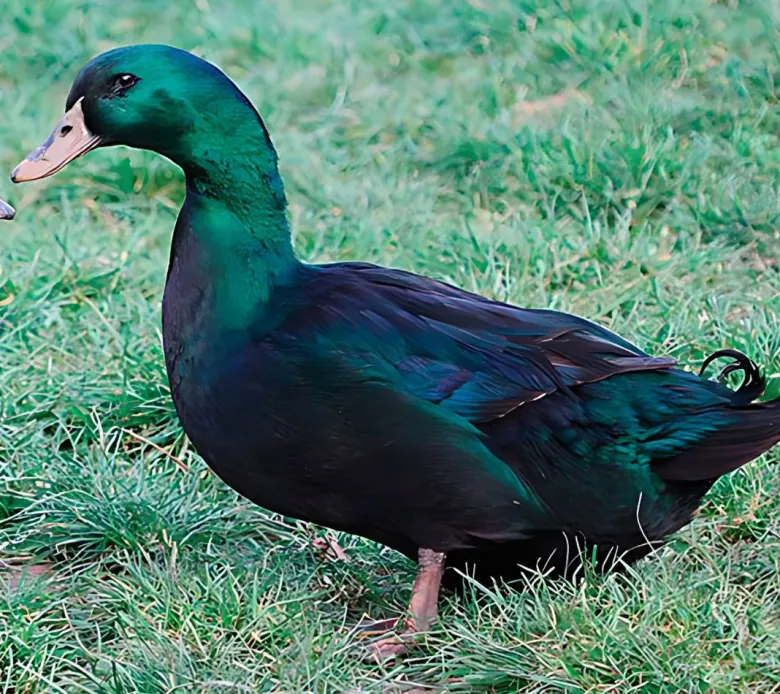 Pato Cayuga