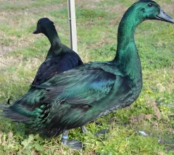 Pato Cayuga