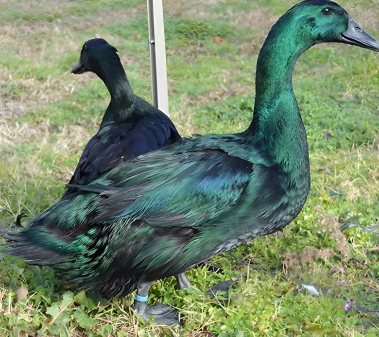 Pato Cayuga
