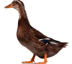Pato doméstico