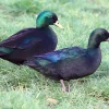 Pato esmeralda