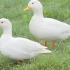 Pato miñon