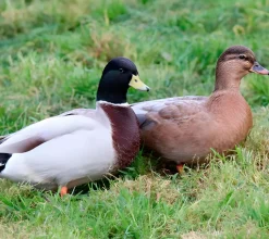Pato miñon