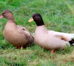 Pato miñon